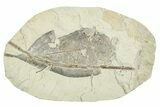 Miocene Fossil Leaf (Cinnamomum) - Augsburg, Germany #254185-1